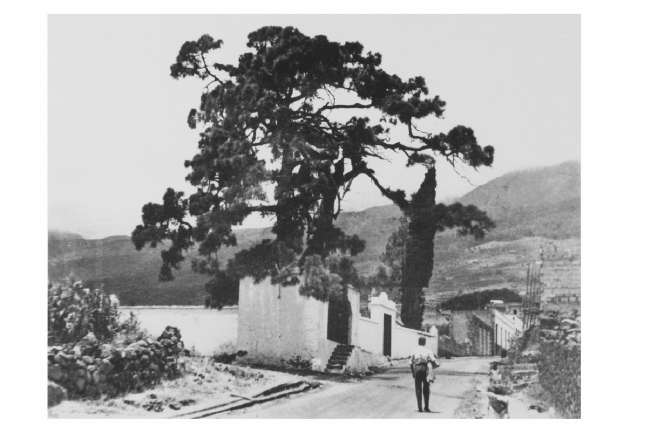 Arafo. Nuestro señor del Pino. Fondo Fotográfico Cauce Sur